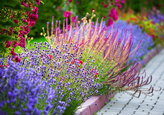 Colorful Flowers and Plants after Yard Landscaping in Broomfield, CO