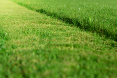 Thornton, CO Commercial Lawn Mowing Service